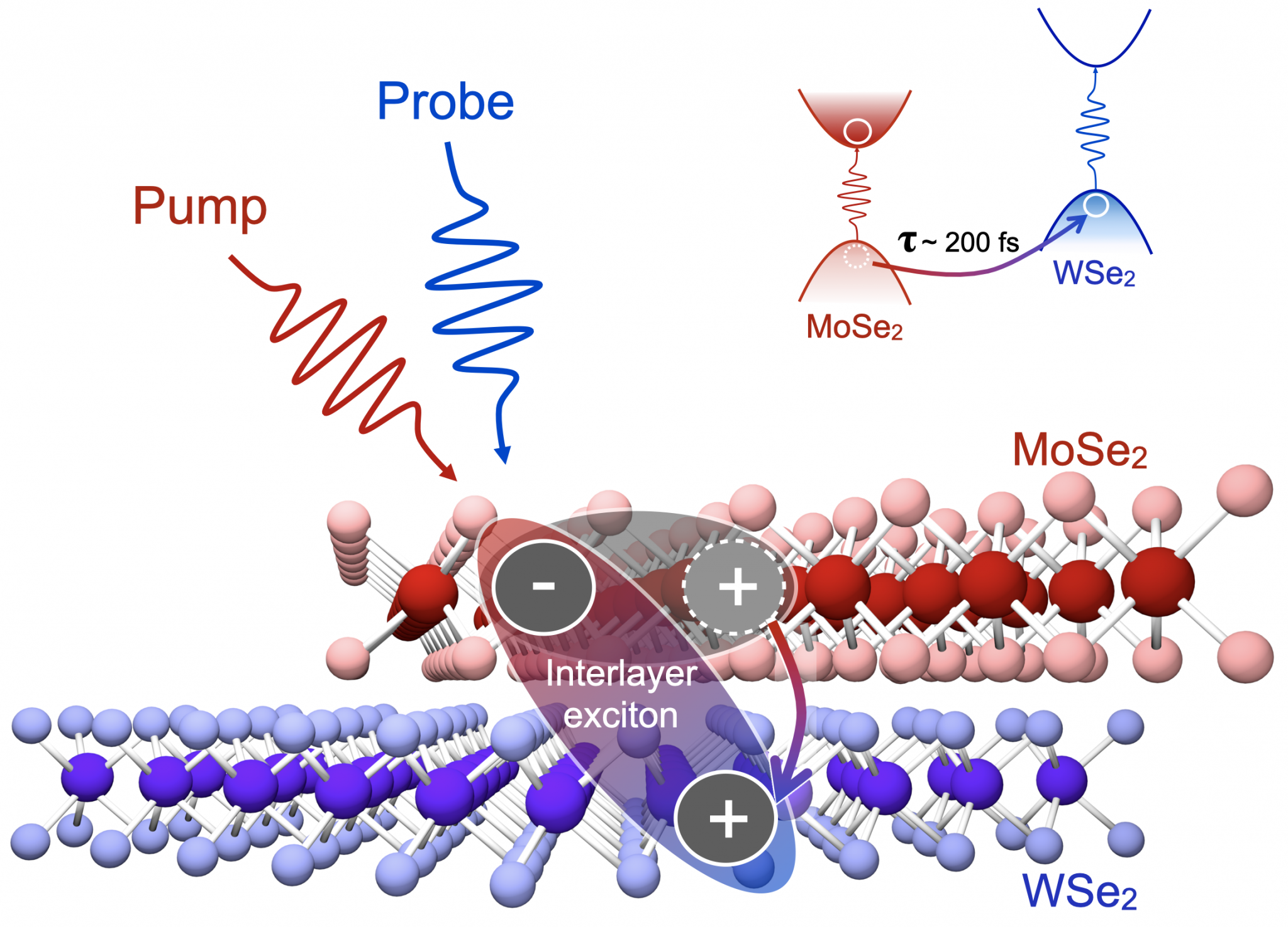 2D Materials Ultrafast spectroscopy group Polimi