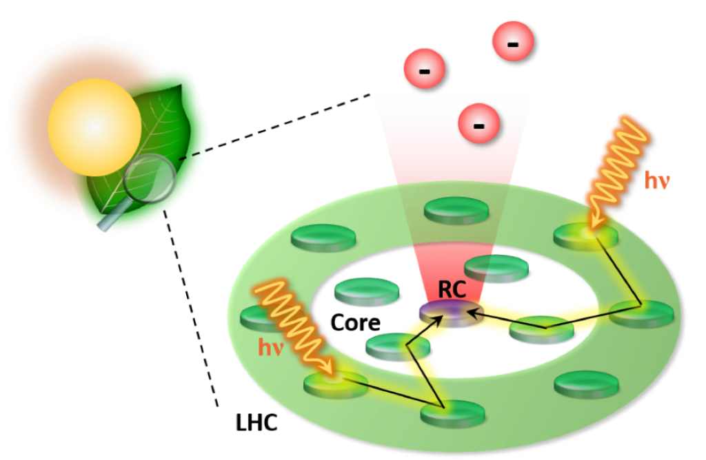 analysere Dronning metodologi Photosynthesis – Ultrafast spectroscopy group @Polimi