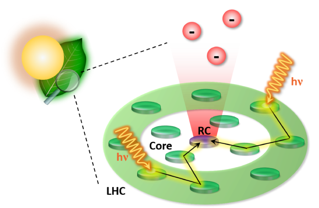 Photosynthesis Ultrafast spectroscopy group Polimi